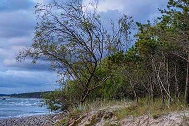 FaZe借助LOL试水教育电竞平台